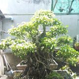 Nguyễn Thanh Tùng