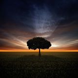 Truong An Nguyen Ngoc