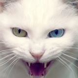 Nguyễn Hồng Ngọc