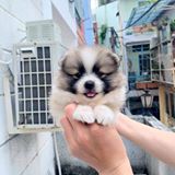 Lại Hoàng Thuận