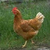 Nguyễn Quốc Hương