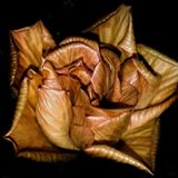 Nguyễn Ngọc Luân