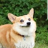 Nguyễn Trường Giang