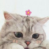 Nguyễn Vũ Thành Long