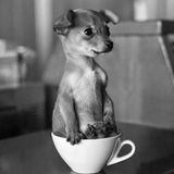 Phạm Hồng Thảo