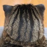 Trần Phạm Bình Minh