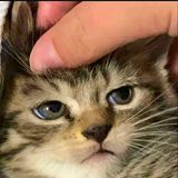 Chung Quang Nguyễn