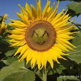 Nguyễn Đình Kỷ