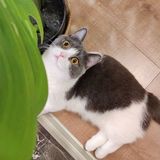 Nguyệt Dạ Cô Thành