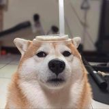 Võ Ngọc Minh Trang