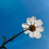 Nguyễn Thị Tiểu Lan