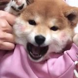 Nguyễn Trường Chinh